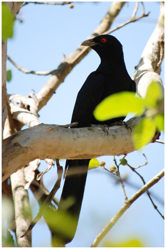 Asian Koel male adult