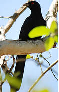 Asian Koel