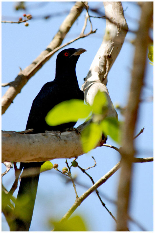 Asian Koel male adult