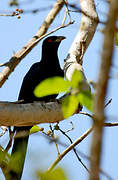 Asian Koel