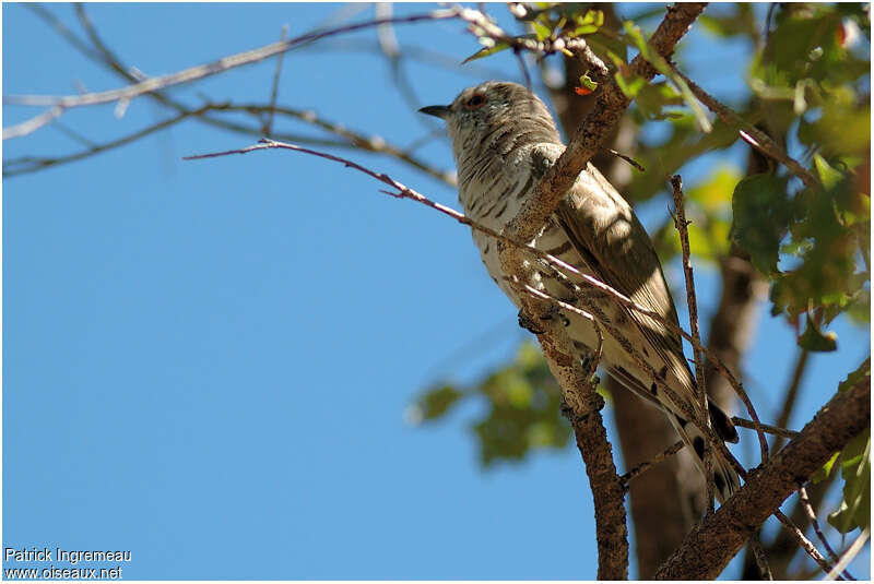 Little Bronze Cuckoo male adult