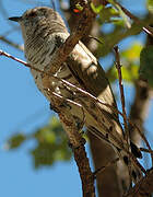 Little Bronze Cuckoo