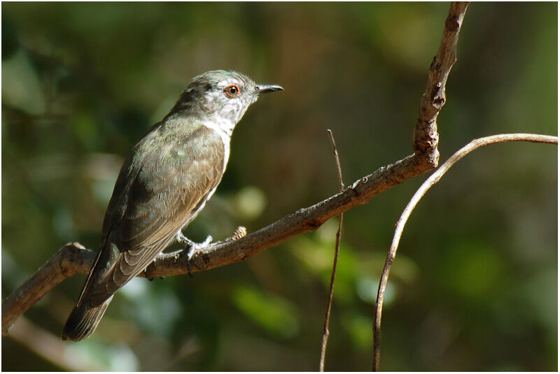 Little Bronze Cuckooadult