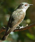 Little Bronze Cuckoo