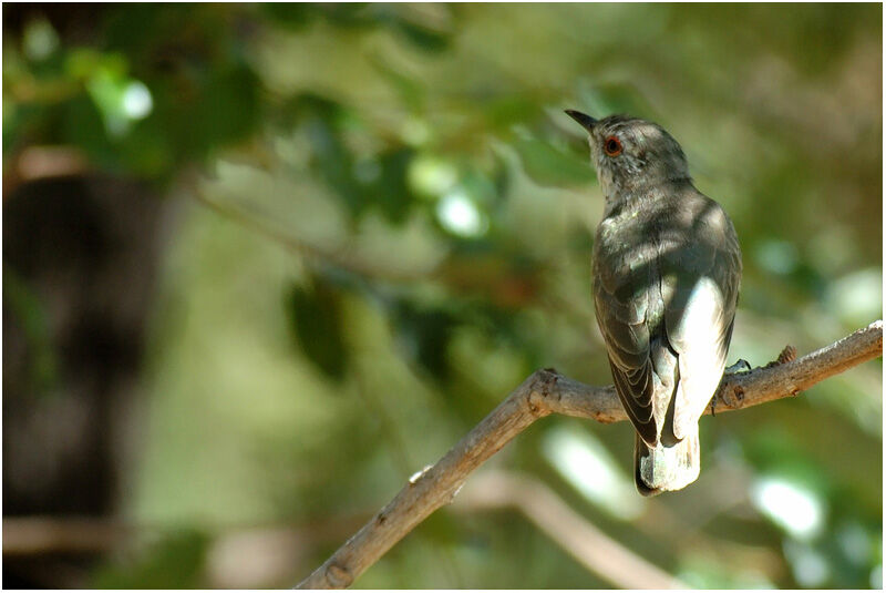 Little Bronze Cuckooadult