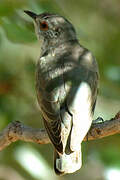 Little Bronze Cuckoo