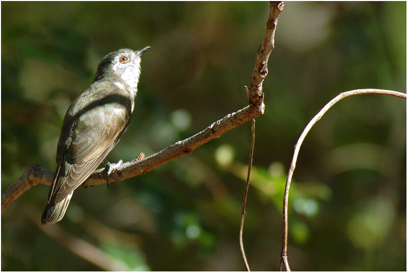 Little Bronze Cuckooadult