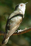 Little Bronze Cuckoo