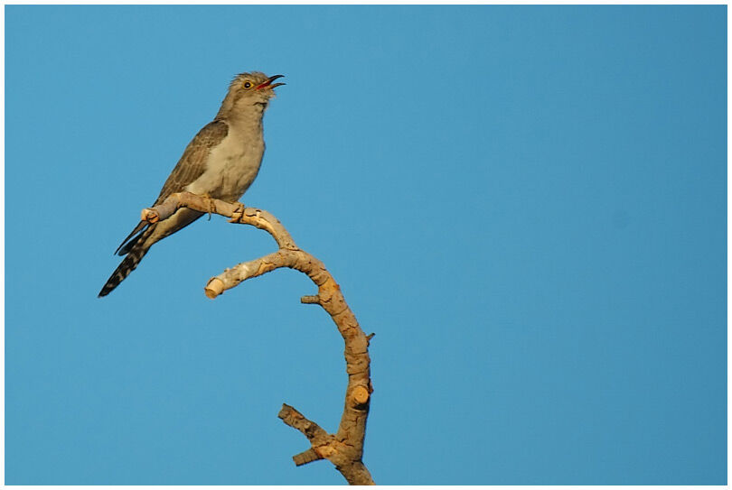 Pallid Cuckoo