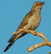 Pallid Cuckoo