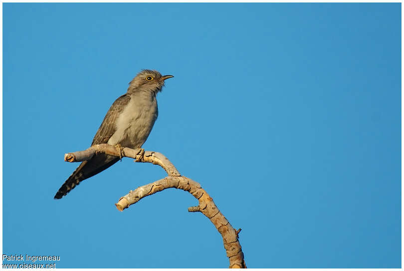 Pallid Cuckoo