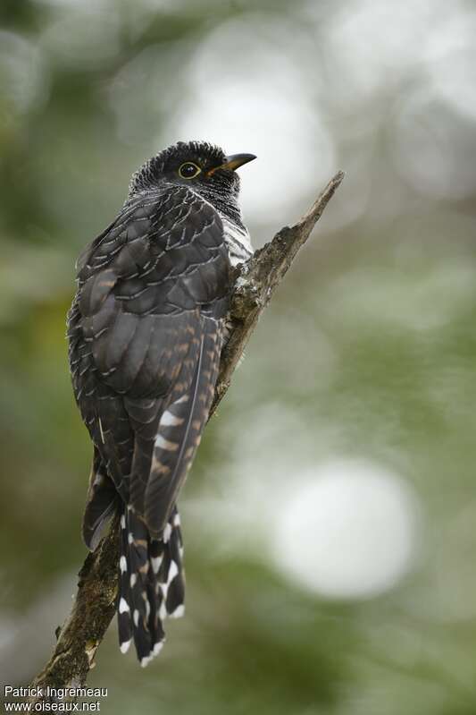 Red-chested Cuckoojuvenile