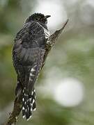 Red-chested Cuckoo