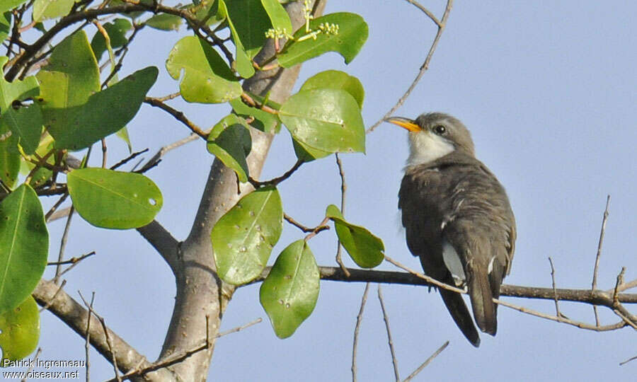 Yellow-billed Cuckooadult, habitat, pigmentation