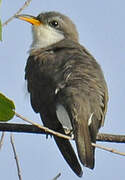 Yellow-billed Cuckoo