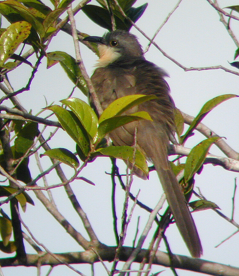 Dark-billed Cuckooadult