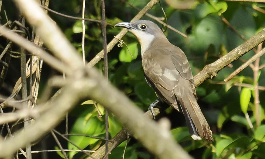 Dark-billed Cuckooadult