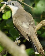 Dark-billed Cuckoo