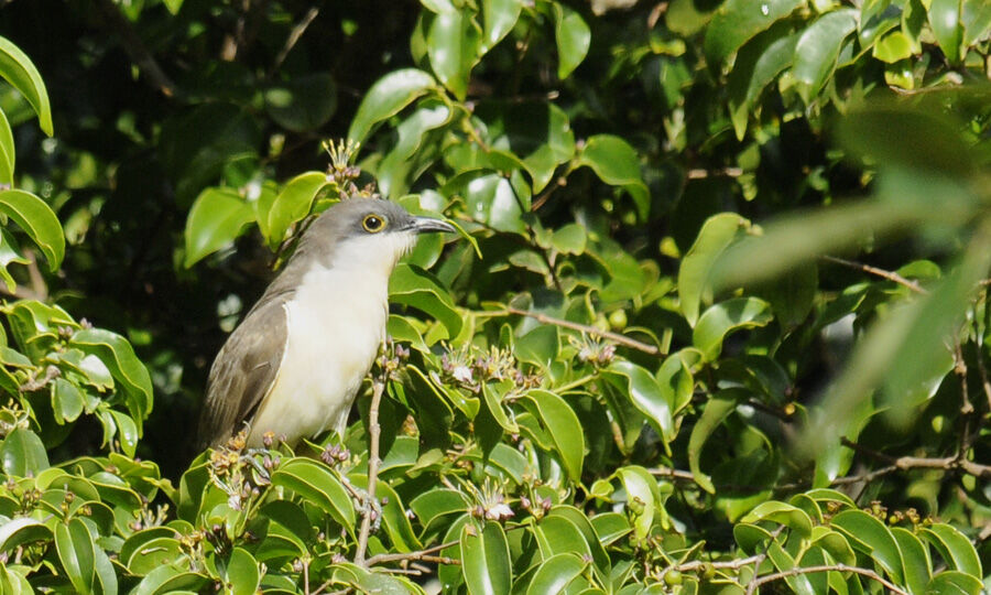 Dark-billed Cuckooadult