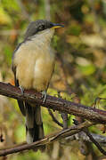 Mangrove Cuckoo