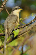 Mangrove Cuckoo