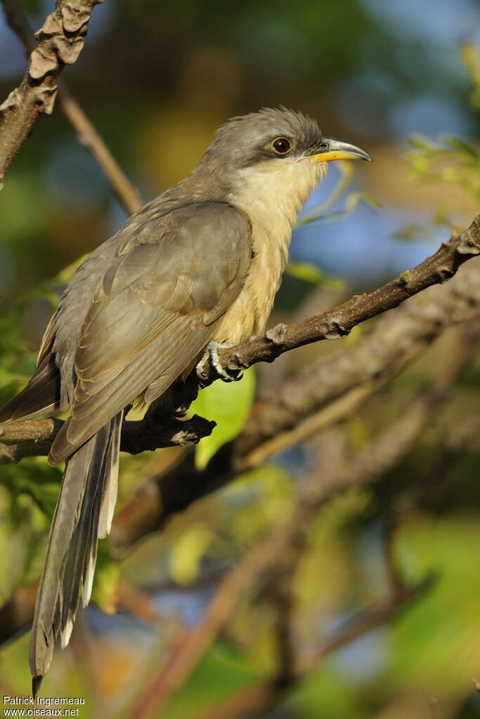 Mangrove Cuckooimmature, identification