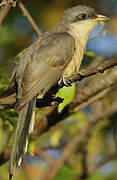 Mangrove Cuckoo