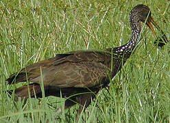 Limpkin