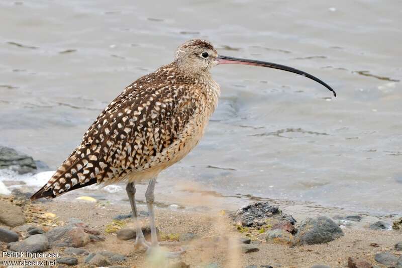 Long-billed Curlewadult, identification