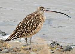 Long-billed Curlew