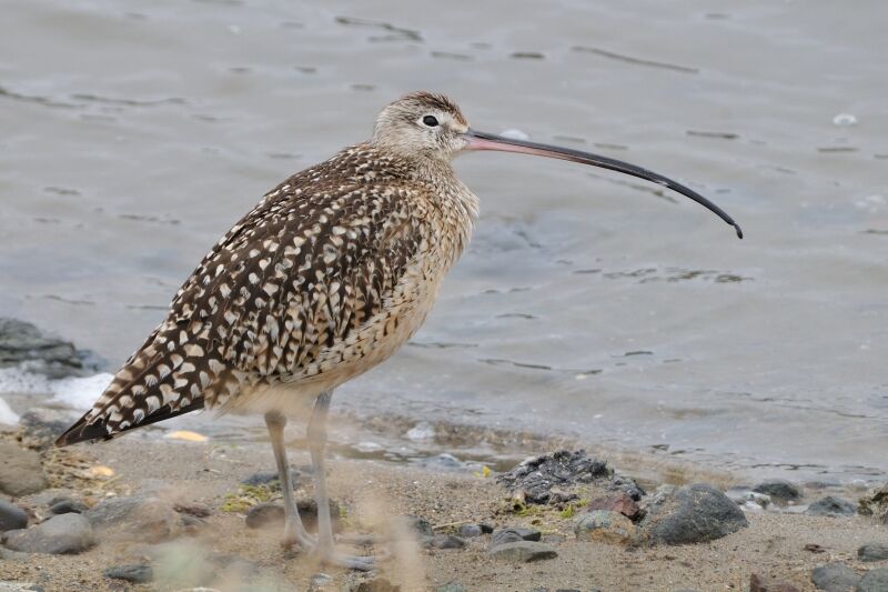 Long-billed Curlewadult