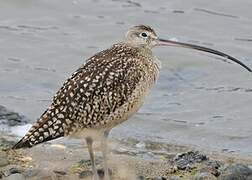 Long-billed Curlew