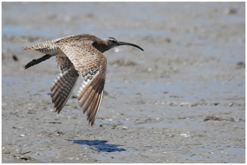 Whimbreladult post breeding