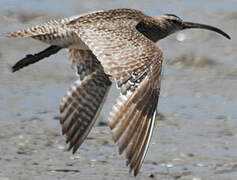 Eurasian Whimbrel