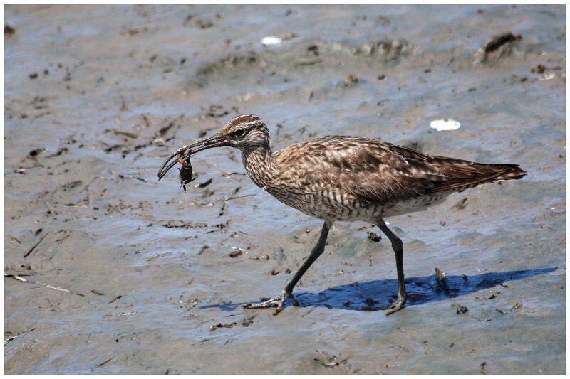 Whimbreladult post breeding