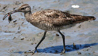 Eurasian Whimbrel