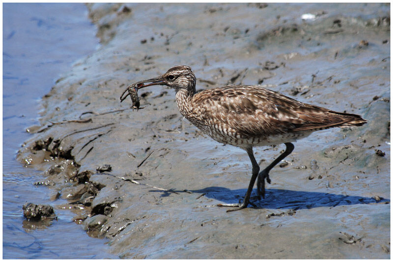 Whimbreladult