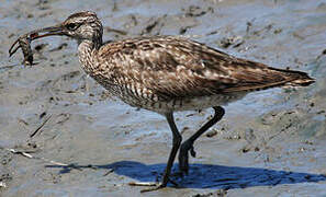 Eurasian Whimbrel