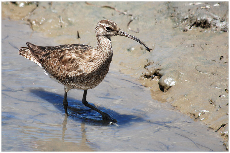 Whimbreladult