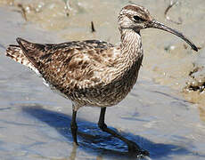 Whimbrel