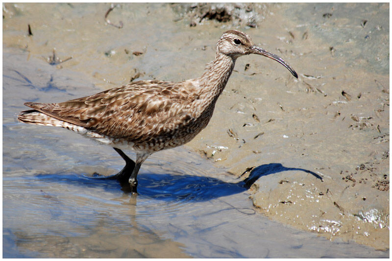 Whimbreladult