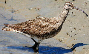 Eurasian Whimbrel