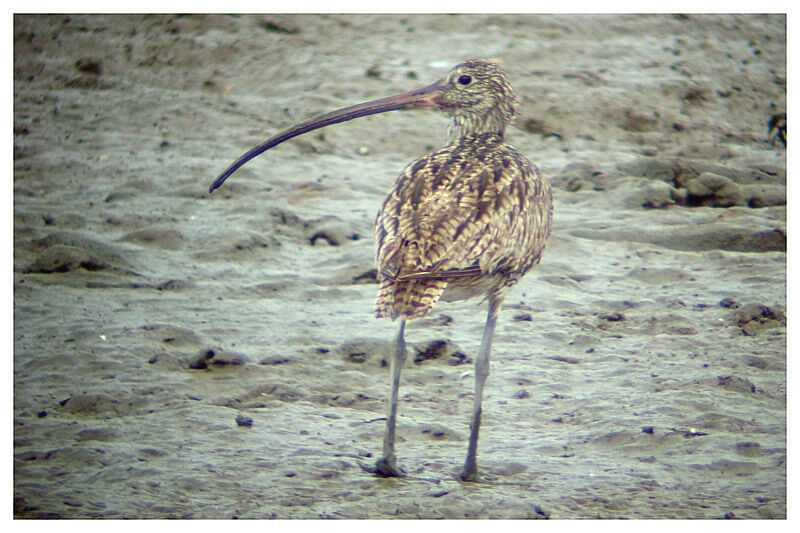 Far Eastern Curlewadult