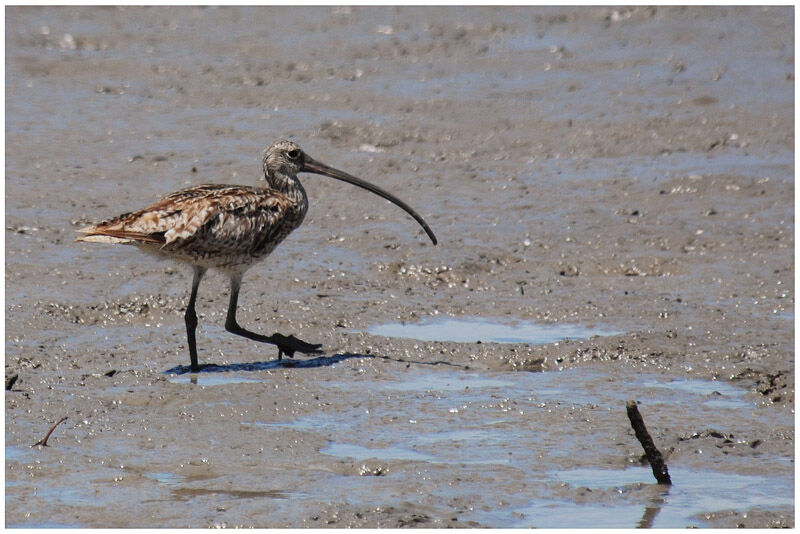 Far Eastern Curlewadult