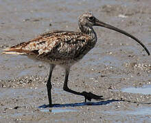 Far Eastern Curlew