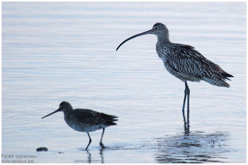 Far Eastern Curlewadult