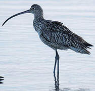 Far Eastern Curlew