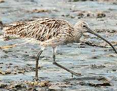 Far Eastern Curlew