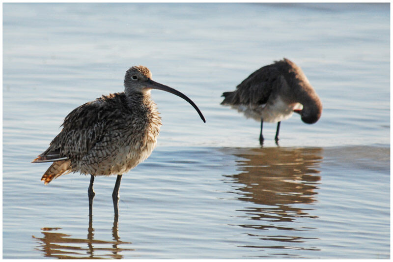 Far Eastern Curlew