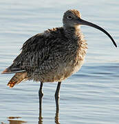 Far Eastern Curlew